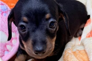 Serenity - puppy for sale