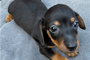 Jake - Smooth Dachshund for sale