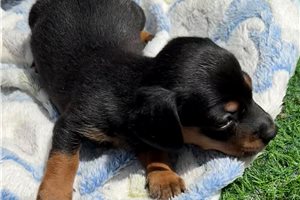Jake - puppy for sale