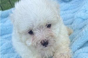 Bishop - Maltese for sale