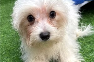 Dorrin - puppy for sale