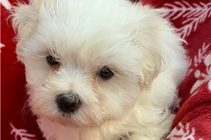 Denise - puppy for sale