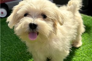 Farrah - Maltese for sale