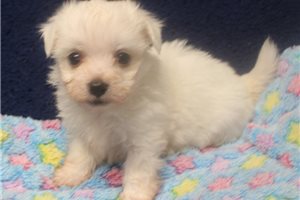 Santiago - puppy for sale