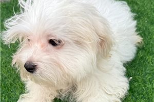 Bixby - Maltese for sale