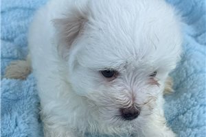 Bixby - puppy for sale