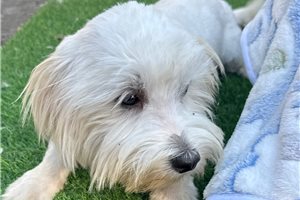 Fletcher - Maltese for sale