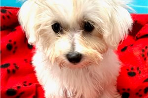 Carla - puppy for sale