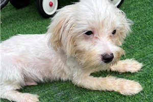 Bishop - Maltese for sale