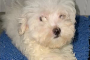 Bixby - Maltese for sale