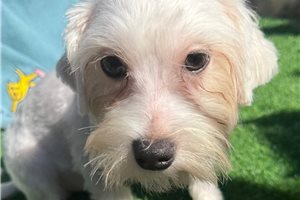 Dozer - Maltese for sale