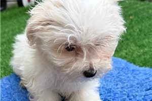 Bishop - Maltese for sale