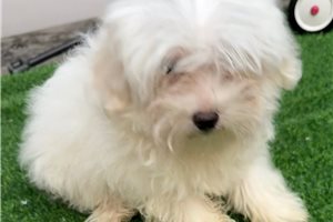 Bishop - Maltese for sale