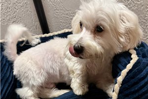 Bixby - Maltese for sale