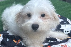 Bishop, a Maltese puppy