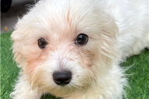 Dorrin - Maltese for sale