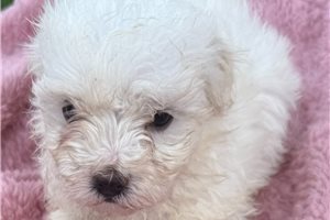 Brittany - Maltese for sale