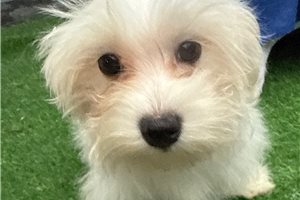 Dozer - Maltese for sale