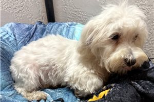 Bixby, a Maltese puppy
