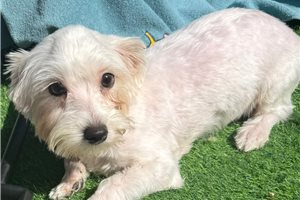 Dorrin - Maltese for sale