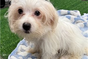 Bishop - Maltese for sale