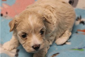 Ceasar - puppy for sale