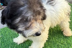 Harmony - puppy for sale