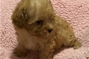 Nova - Poodle, Toy for sale