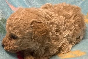 Noah - Poodle, Toy for sale