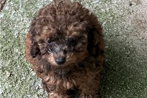 Stella - puppy for sale