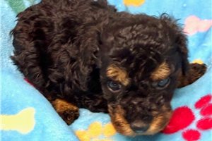 Mateo - Poodle, Toy for sale