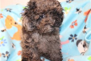 Courage - Toy Poodle for sale