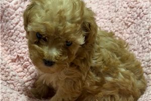 Nova - Poodle, Toy for sale