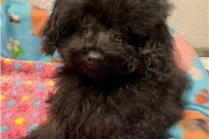 Coco - Poodle, Toy for sale