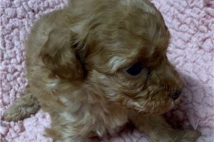 Nova - puppy for sale