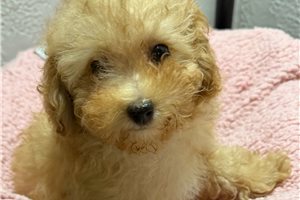 Nova - Poodle, Toy for sale