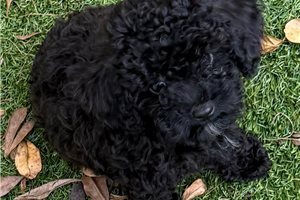 Storm - Toy Poodle for sale