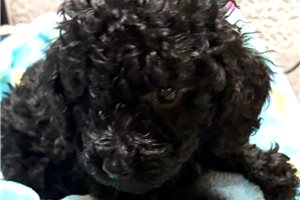 Normand - Toy Poodle for sale