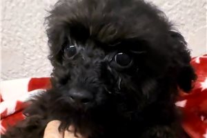 Candace - Poodle, Toy for sale