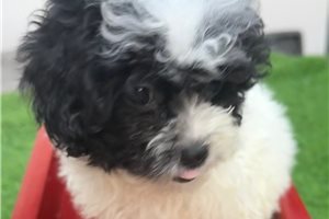 Haven - puppy for sale