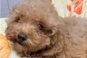 Courtney - puppy for sale