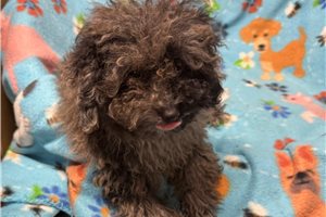 Courage - Poodle, Toy for sale