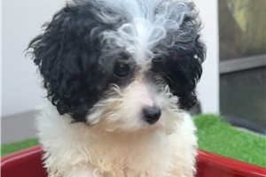Hannah - puppy for sale