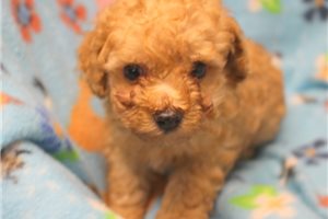 Corky - Poodle, Toy for sale