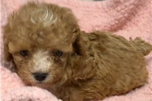 Belle - puppy for sale