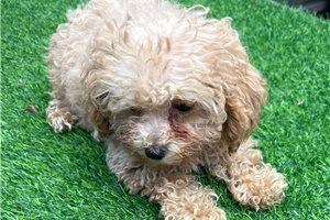 Calista - puppy for sale