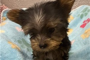 Finn - Yorkshire Terrier - Yorkie for sale