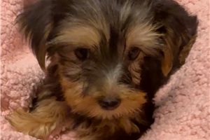 Charlotte - Yorkshire Terrier - Yorkie for sale
