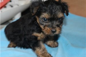 Herschel - puppy for sale