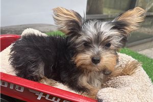 Falcon - Yorkshire Terrier - Yorkie for sale